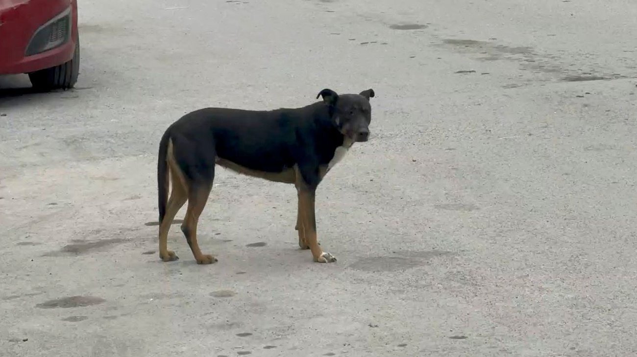 Calor dispara reproducción de garrapatas en Ramos Arizpe