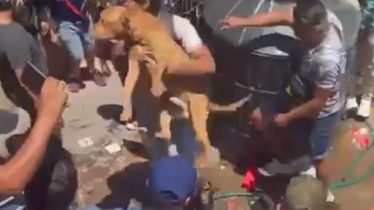 Perro intentó proteger a mujer linchada en Taxco
