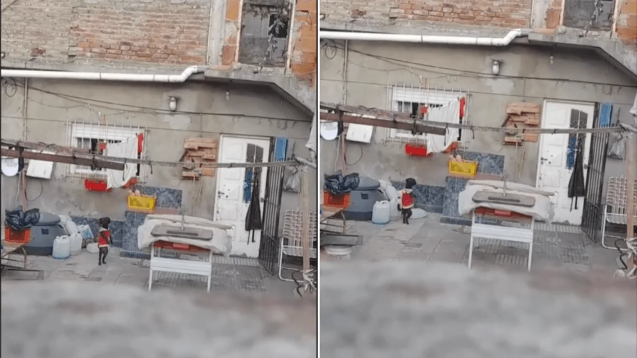 ¿Qué es eso? Captan a perro actuando de forma extraña