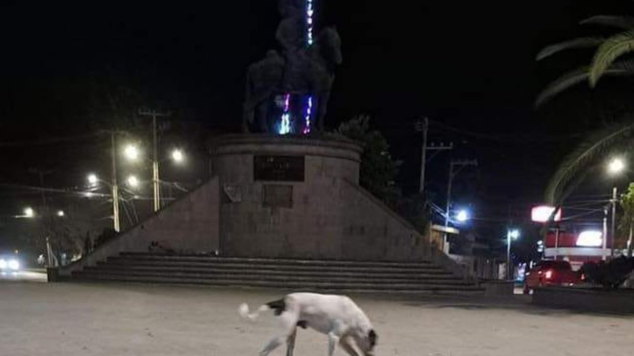 Prenden pirotecnia en perro y muere en San Luis Potosí
