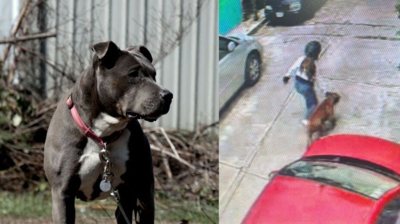 Perro Pitibull ataca a un niño de 5 años, se reporta grave