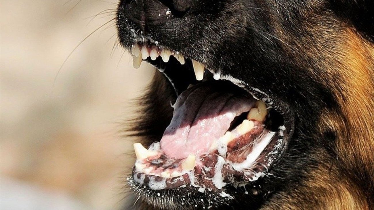 Fallece mujer infectada con rabia en hospital de Perú