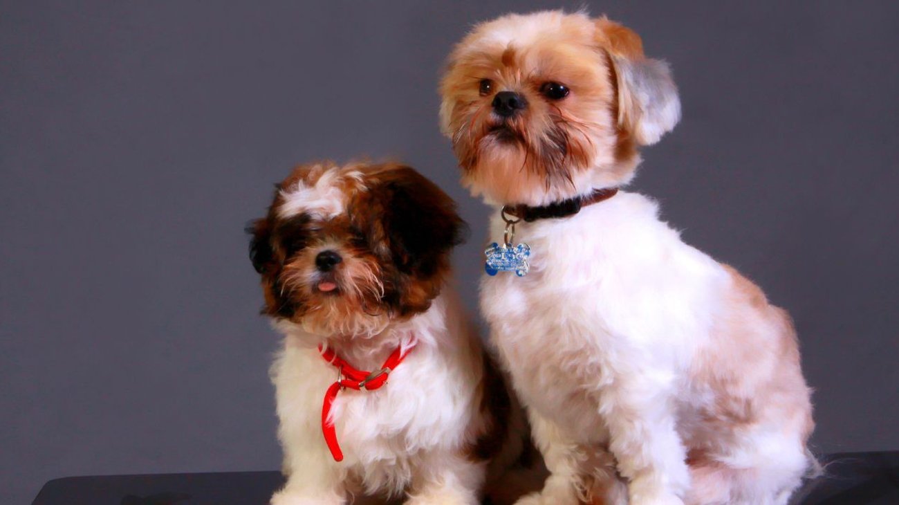 ¿Cómo cuidar a las mascotas durante estas altas temperaturas?