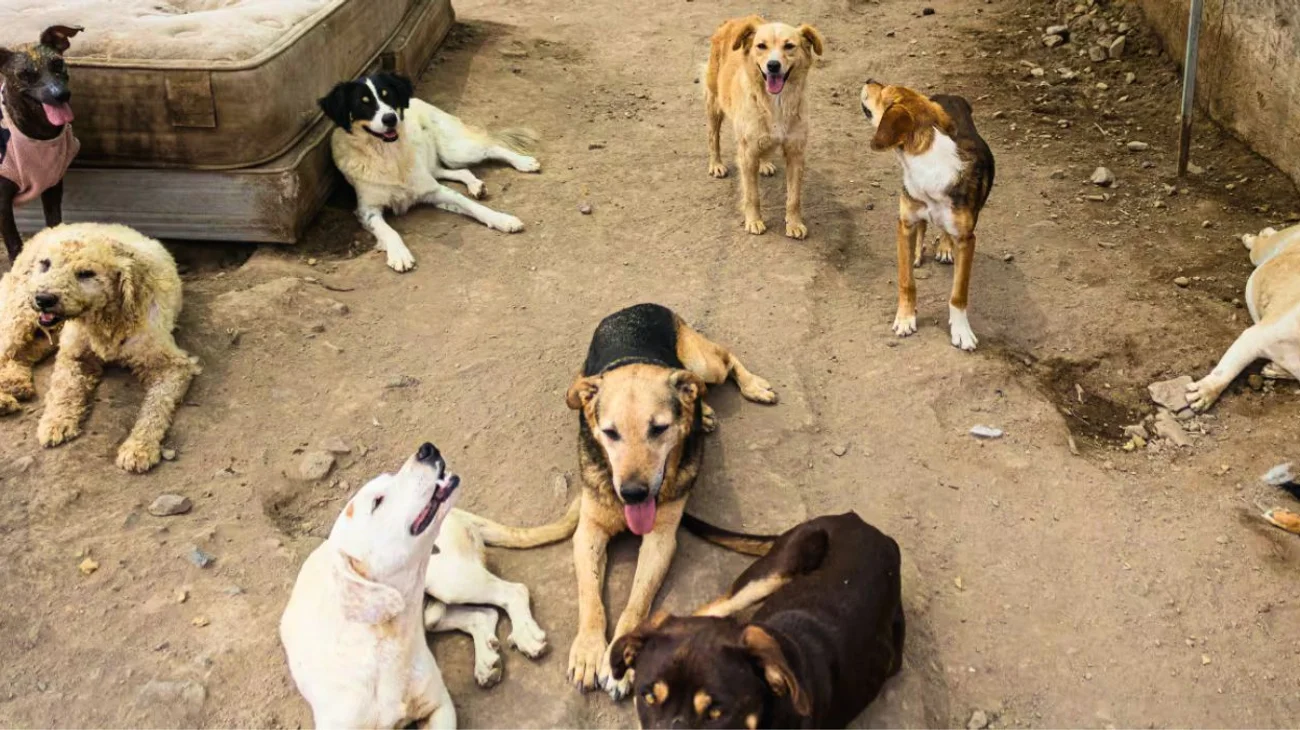 Estrellas de Bollywood protestan por retirar a perros de la calle