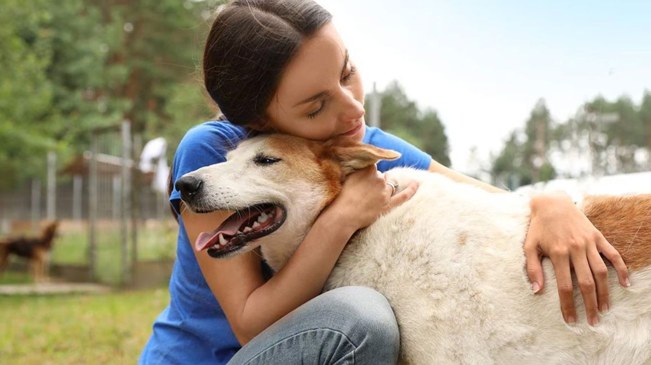 perros_cdmx_custodia_89a67d2159