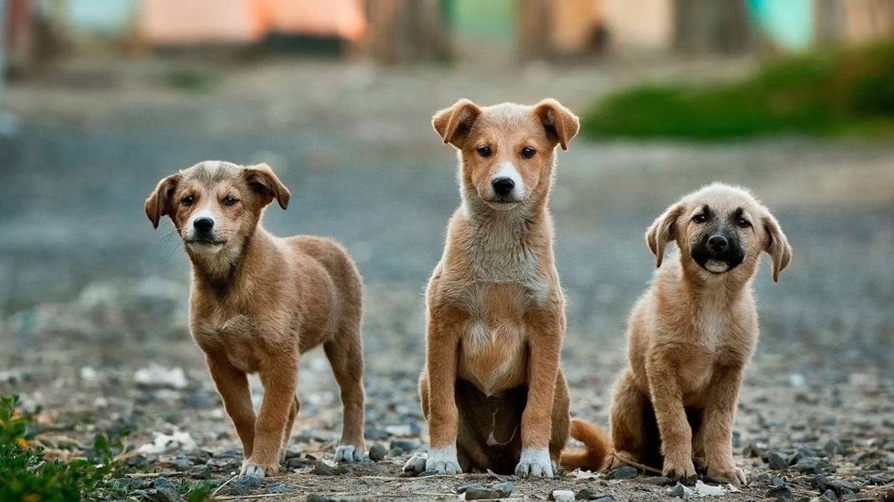 Buscan atención integral para perros sin dueño en zonas rurales