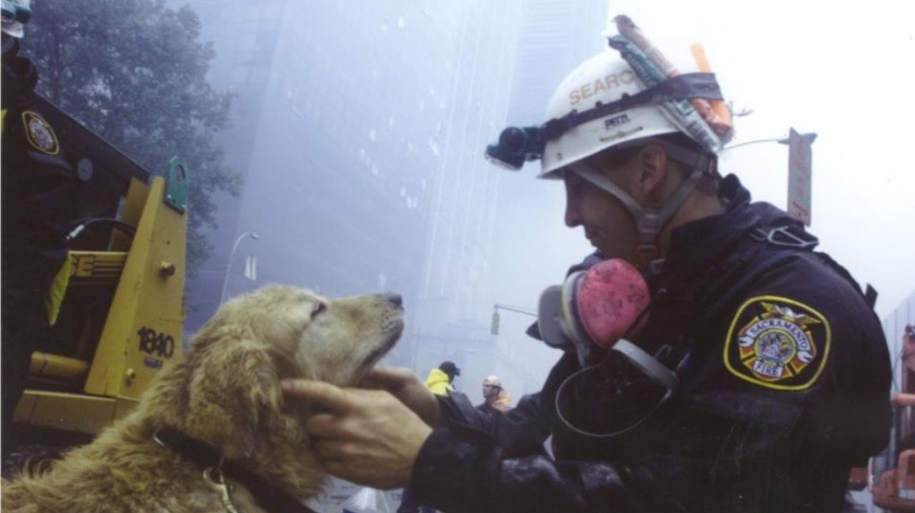 Depresión afectaba a perros rescatistas del atentado del 911