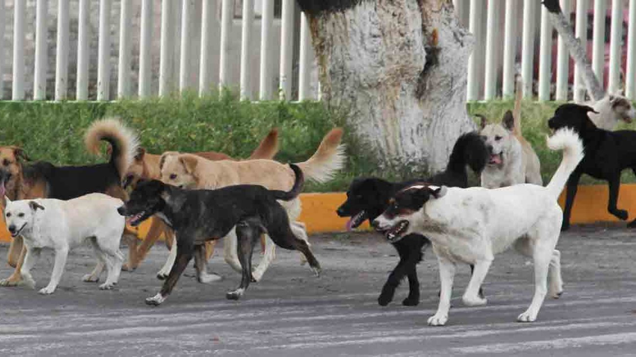 Perros pelean por cabeza de un humano en Puebla
