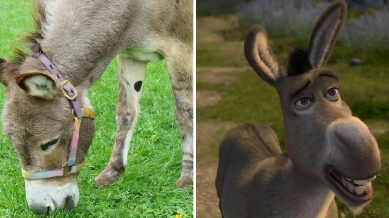 Fallece Perry, el burro que inspiró a Burro de 'Shrek'