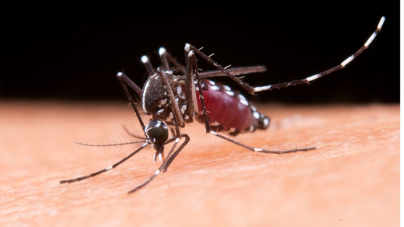 Perú declara emergencia por dengue en cuatro regiones