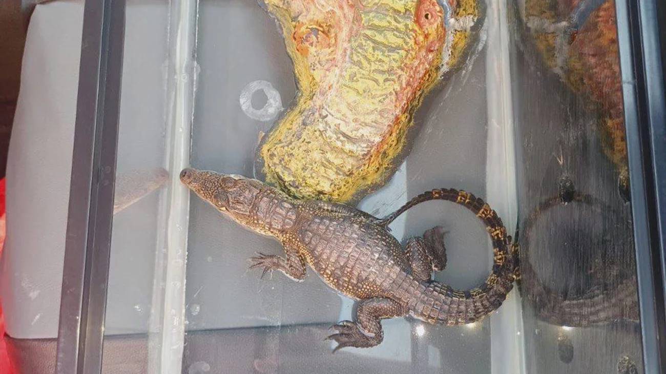 Detienen a hombre por tratar de vender un cocodrilo