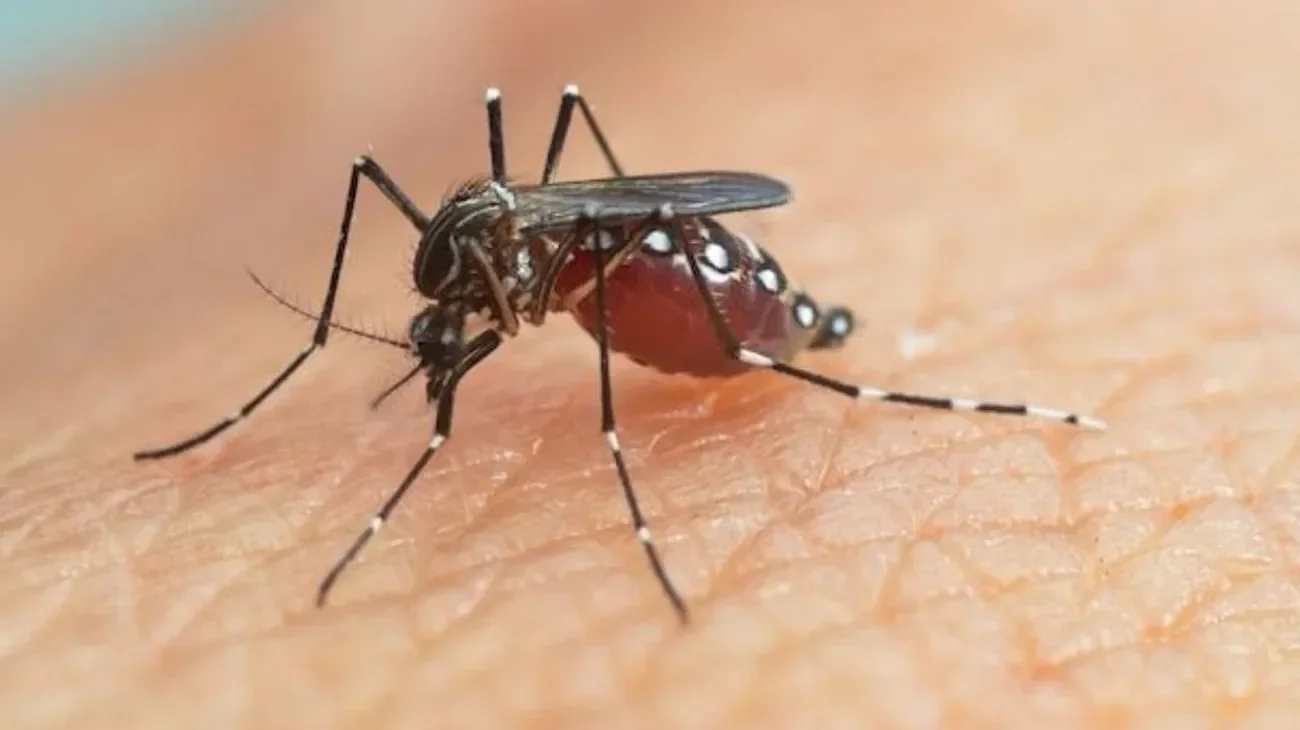 Piden en Acapulco apoyo a regios para prevenir el dengue