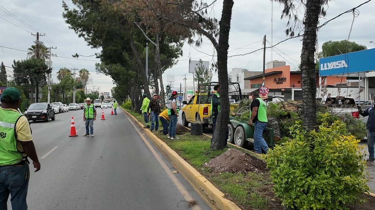 Retiran pino en riesgo y realizan poda preventiva en bulevar