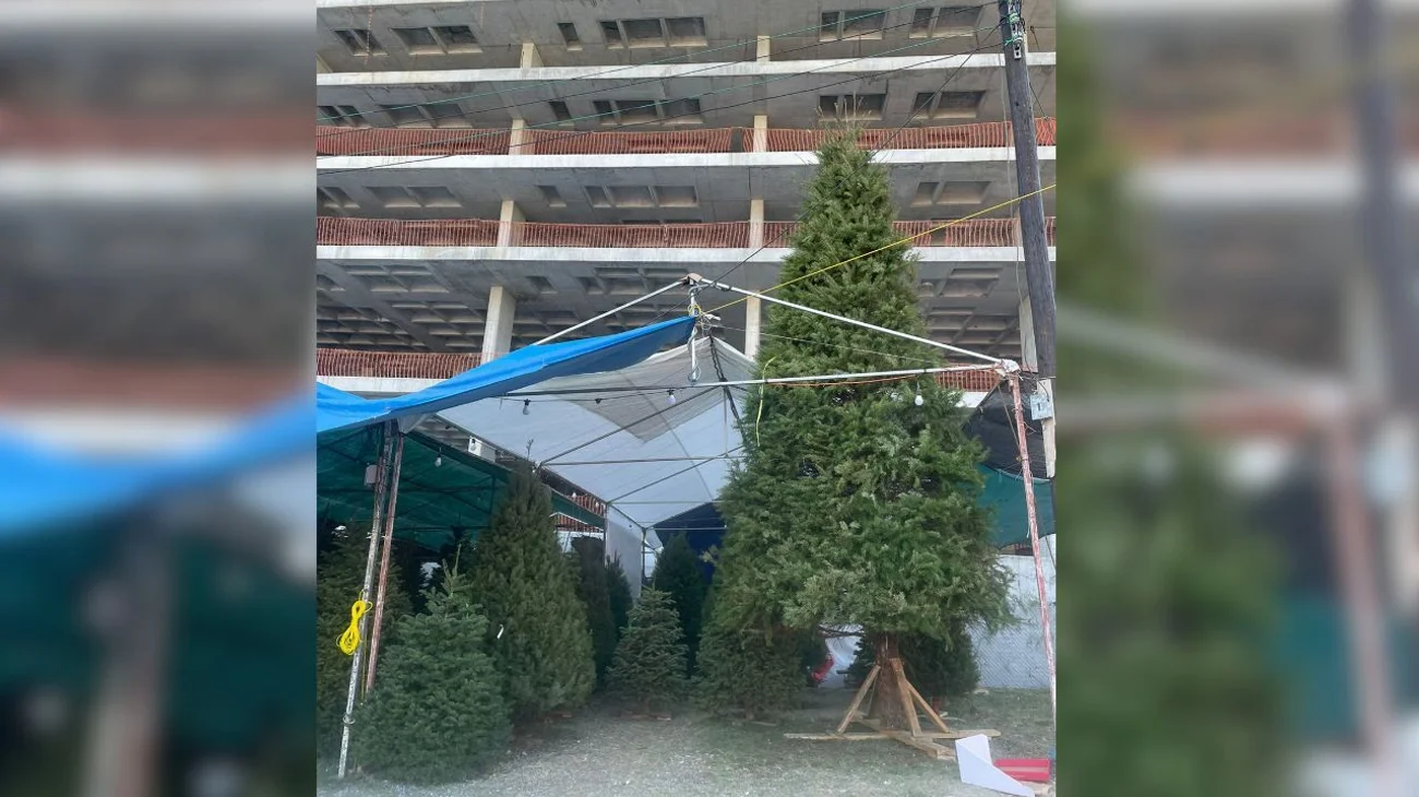 Hay pinos de todos los tamaños, incluso uno gigante