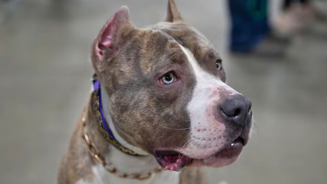 Muere niño de 5 años tras ataque de perro pitbull en Zacatecas