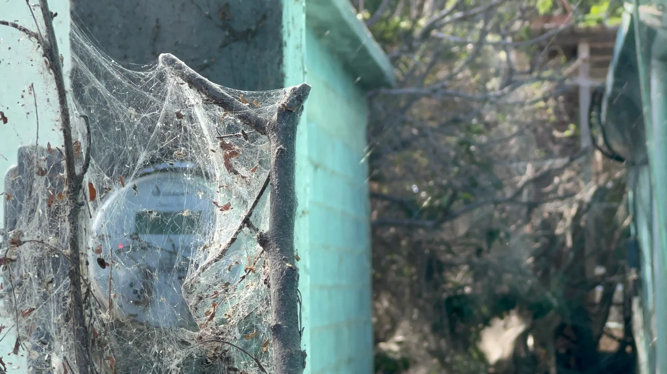 Aclaran que aparición de arañas es parte del equilibrio ecológico