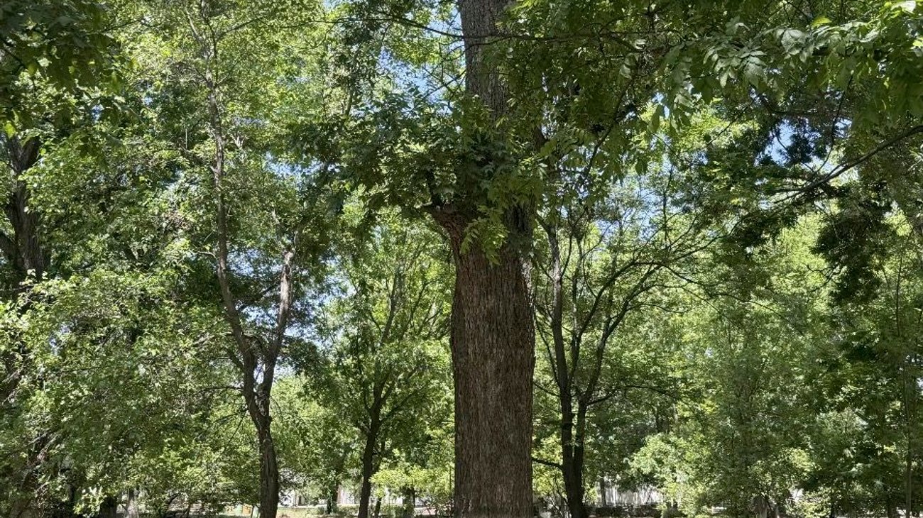 plaga_arbol_nuez1_1373c0a709