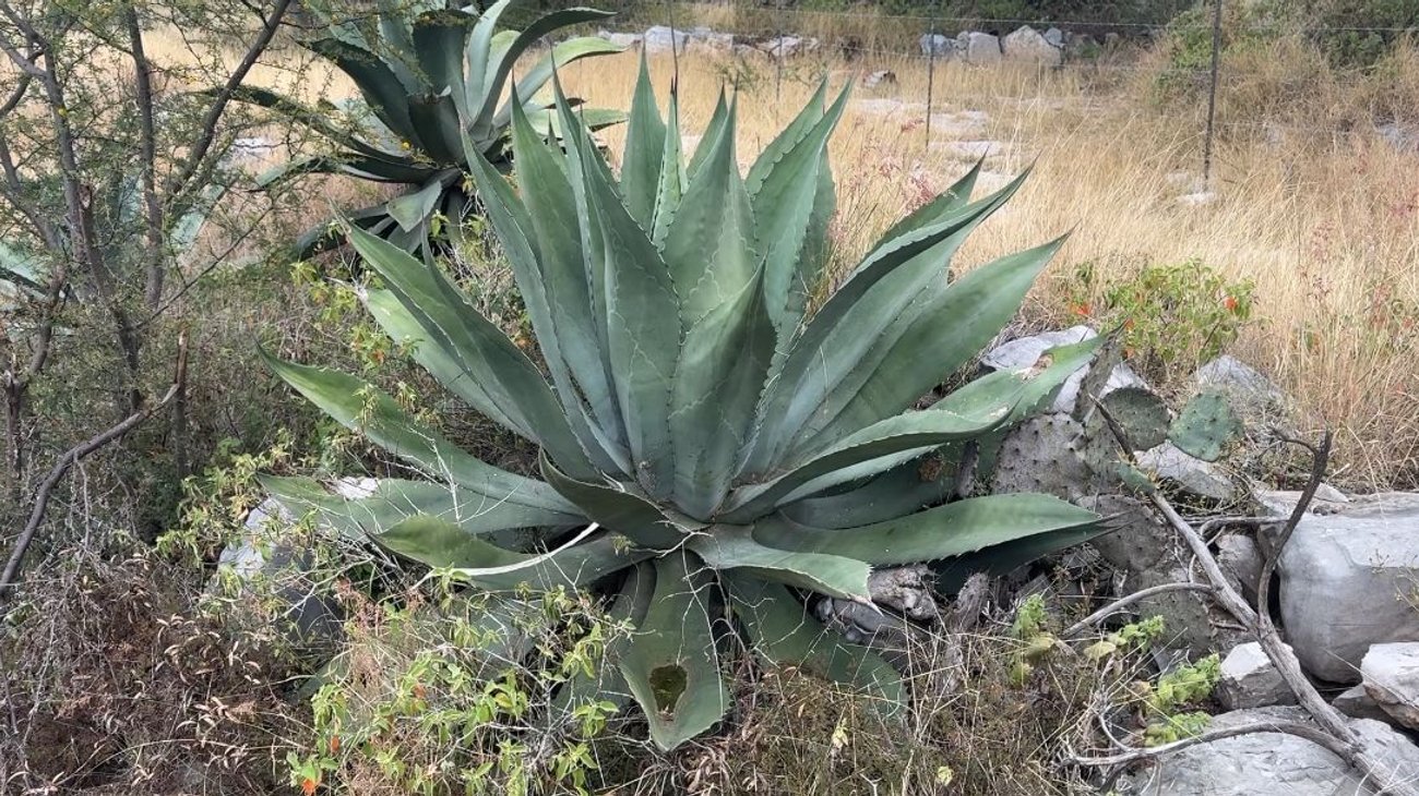 planta_agave_mezcal_4be64f7f81
