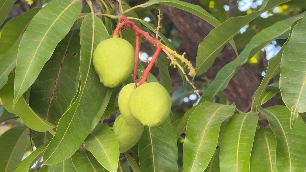 Se adelanta en Ciudad Victoria la floración del mango