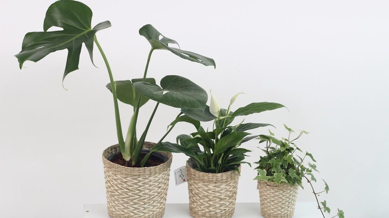 Plantas en los hogares sirven para refrescar el ambiente