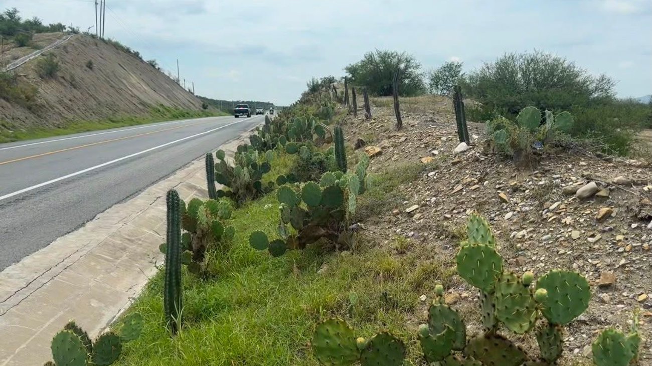 Urge reforestar taludes federales con plantas nativas