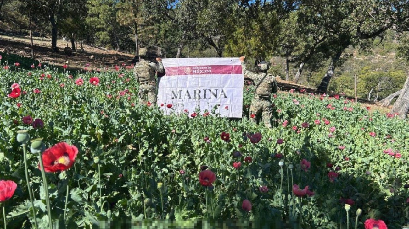 Marina erradica 34 plantíos de amapola en Nayarit