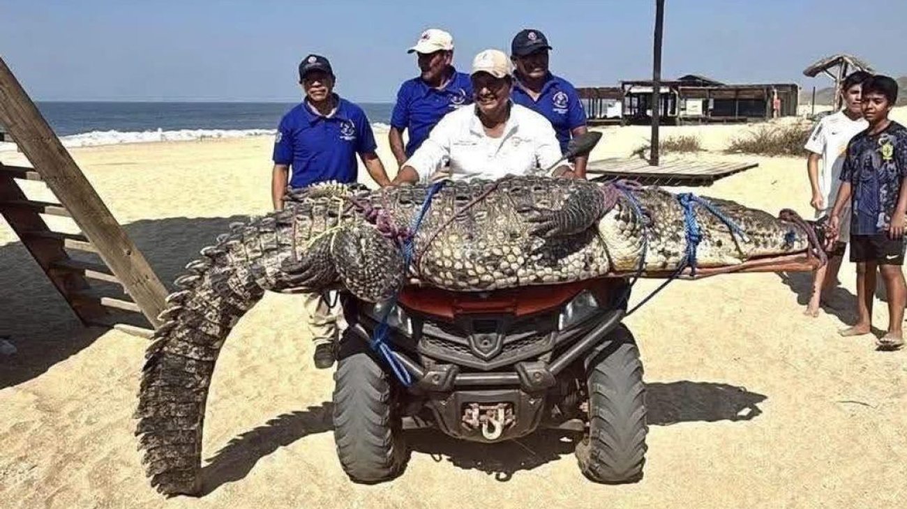 Capturan y reubican cocodrilo de tres metros en Playa Bacocho