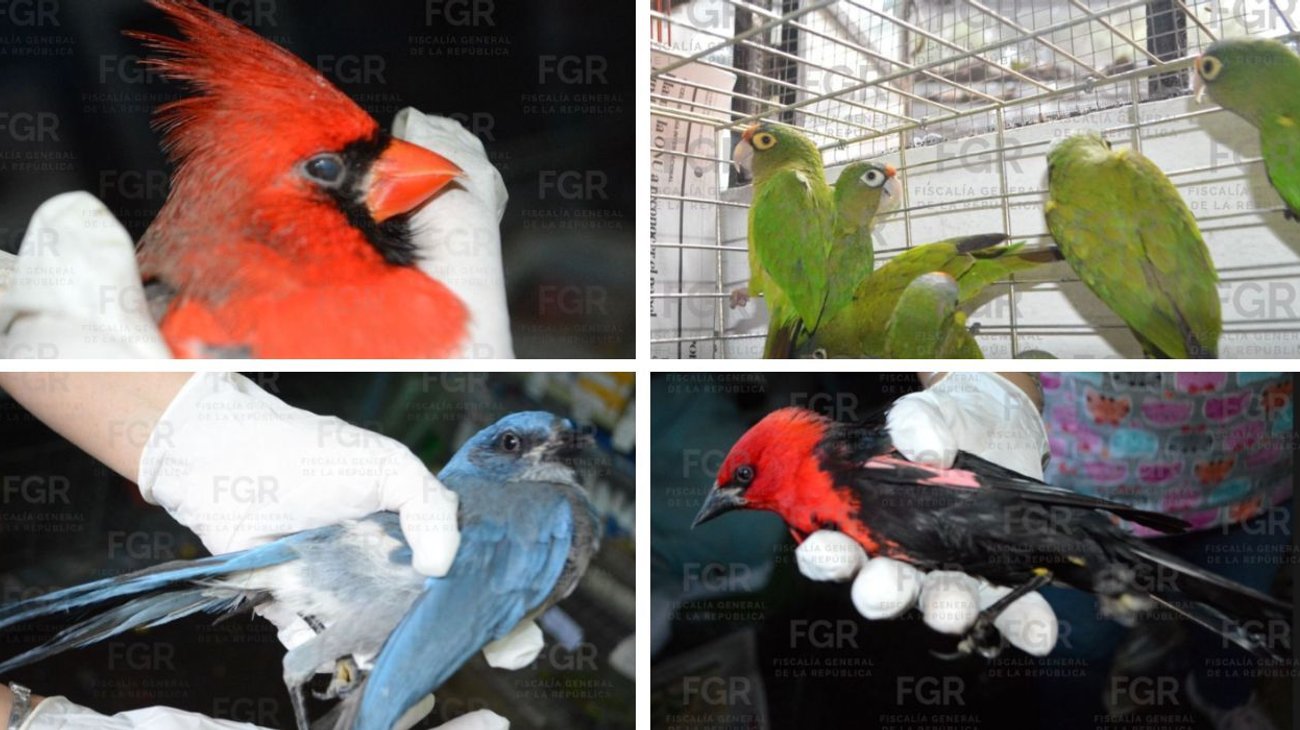 procesan_dos_trafico_aves_morelos_4cff56a047