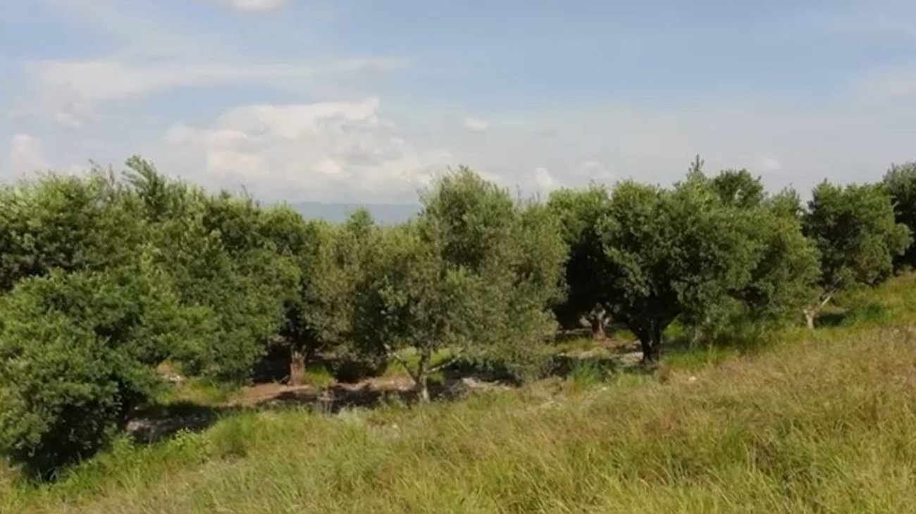 Gana mercado producción de aceite de oliva en Tula, Tamaulipas