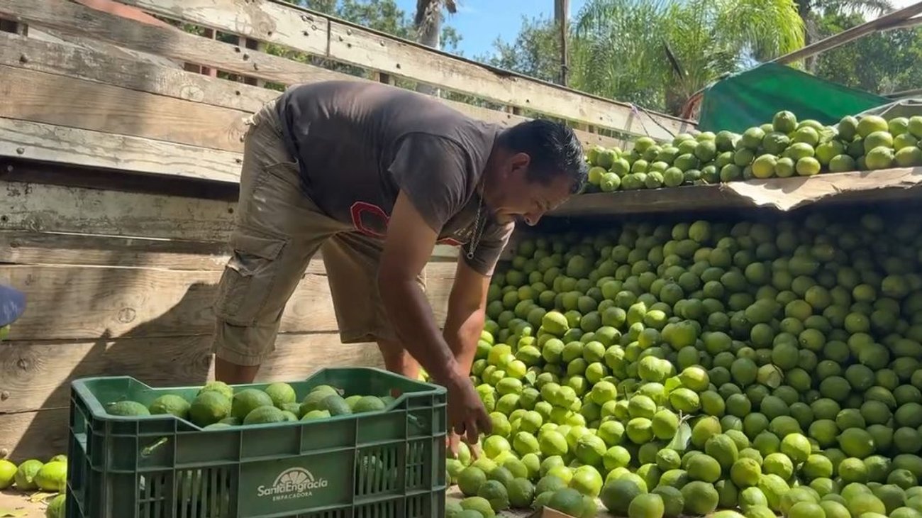 Respiran productores por aumento en el precio del limón italiano