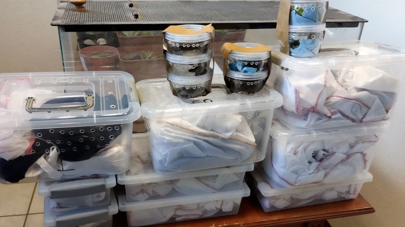 Profepa asegura 76 animales en empresa de mensajería