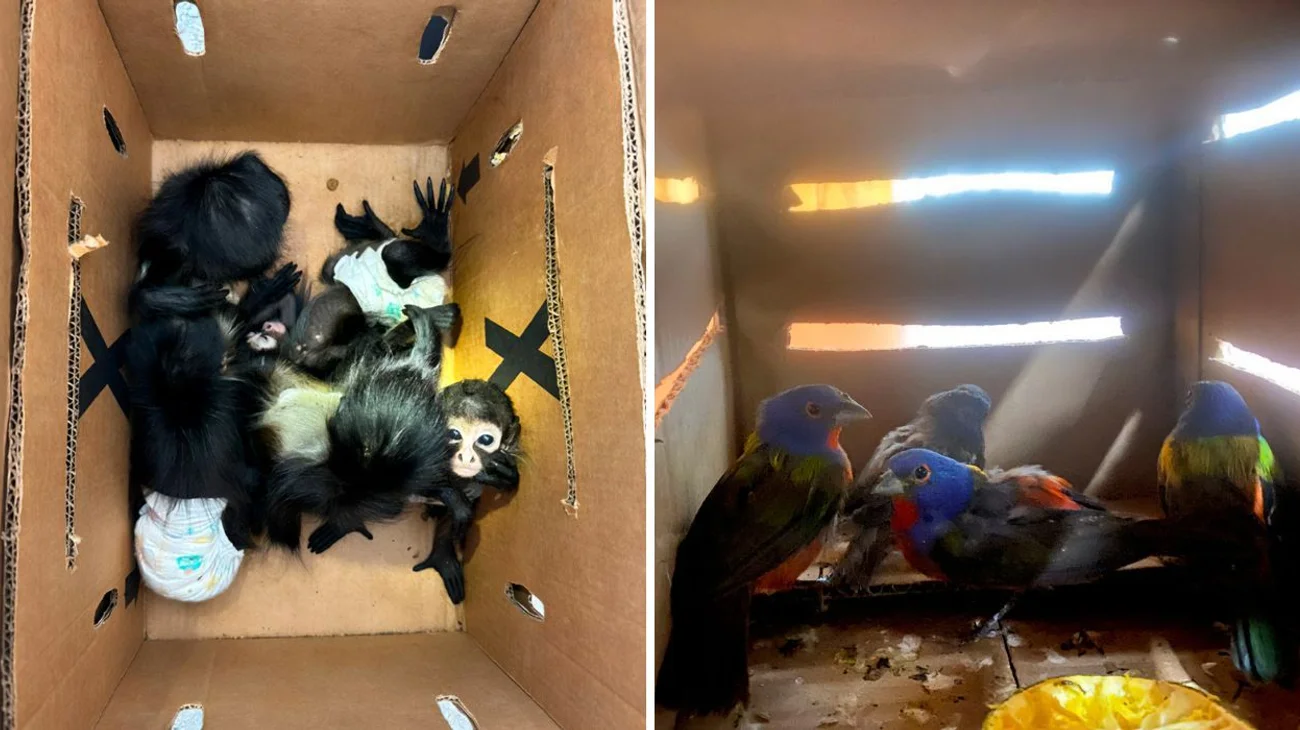 Rescatan cinco monos araña y cuatro sietecolores en Galeana