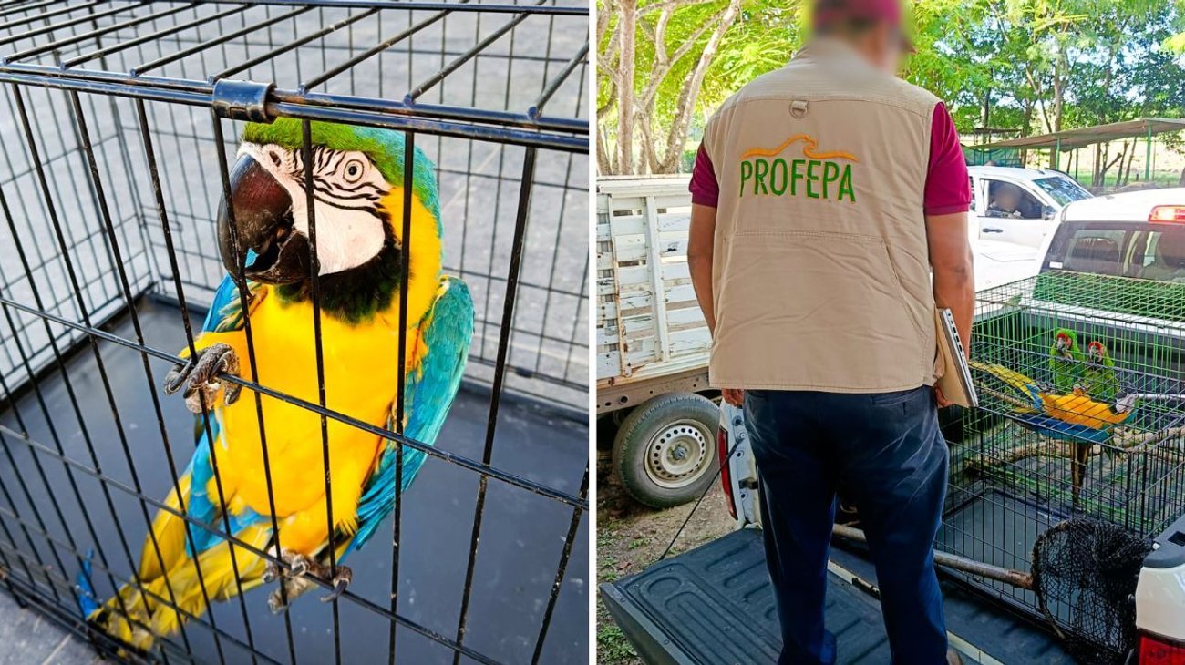 profepa_tabasco_6bb705c7c6