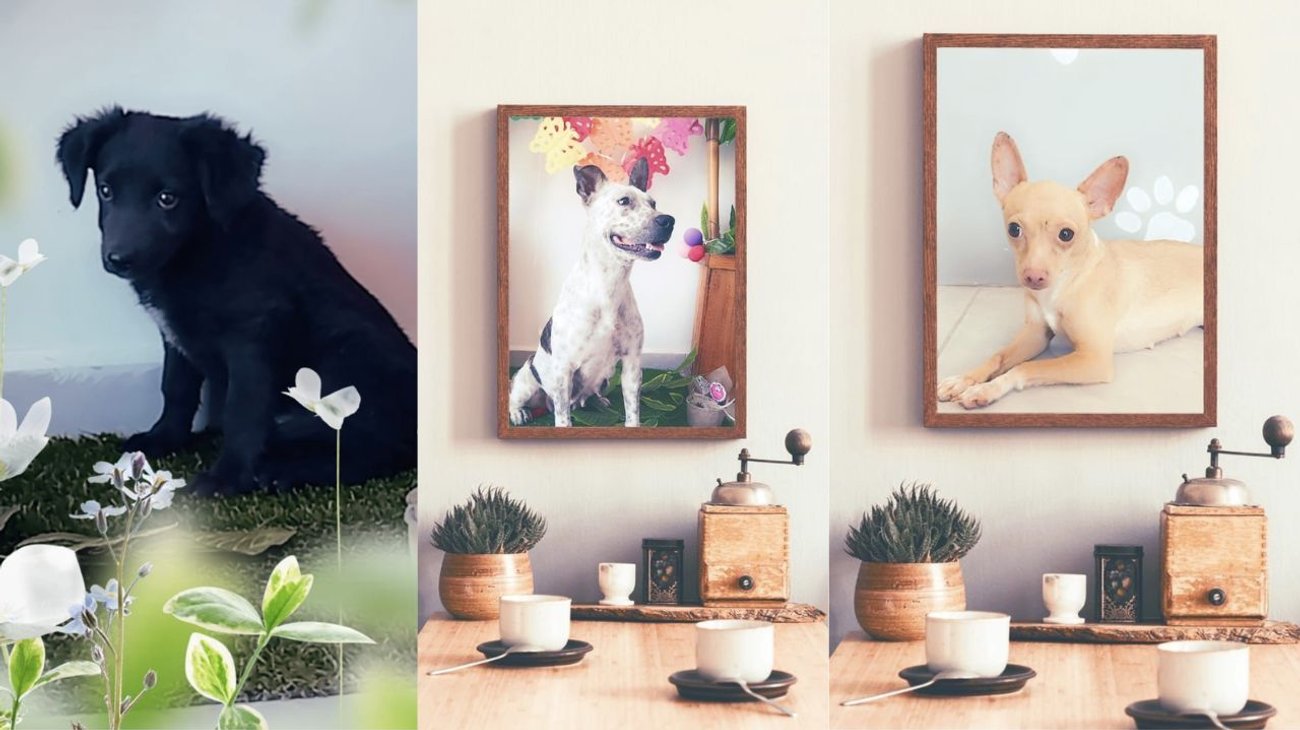 Promueve Ramos Arizpe adopción de mascotas abandonadas