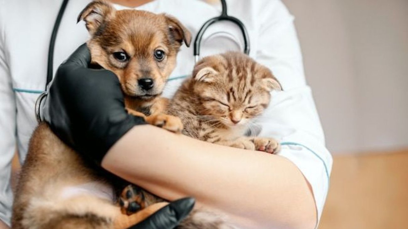 Propone UE una ley de bienestar para perros y gatos