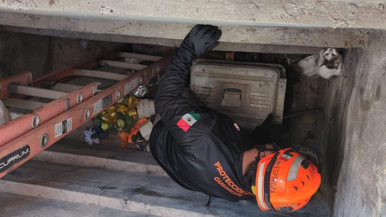 proteccion_civil_salva_gato_66f7095122