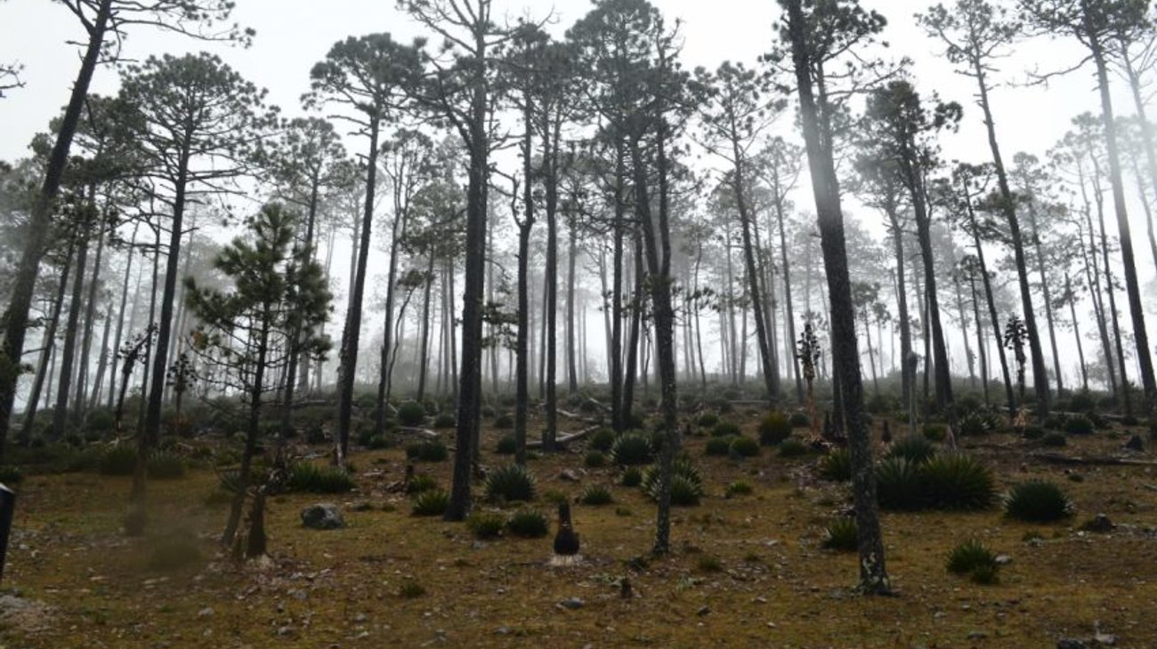 Impulsa Tamaulipas medidas para proteger reservas naturales