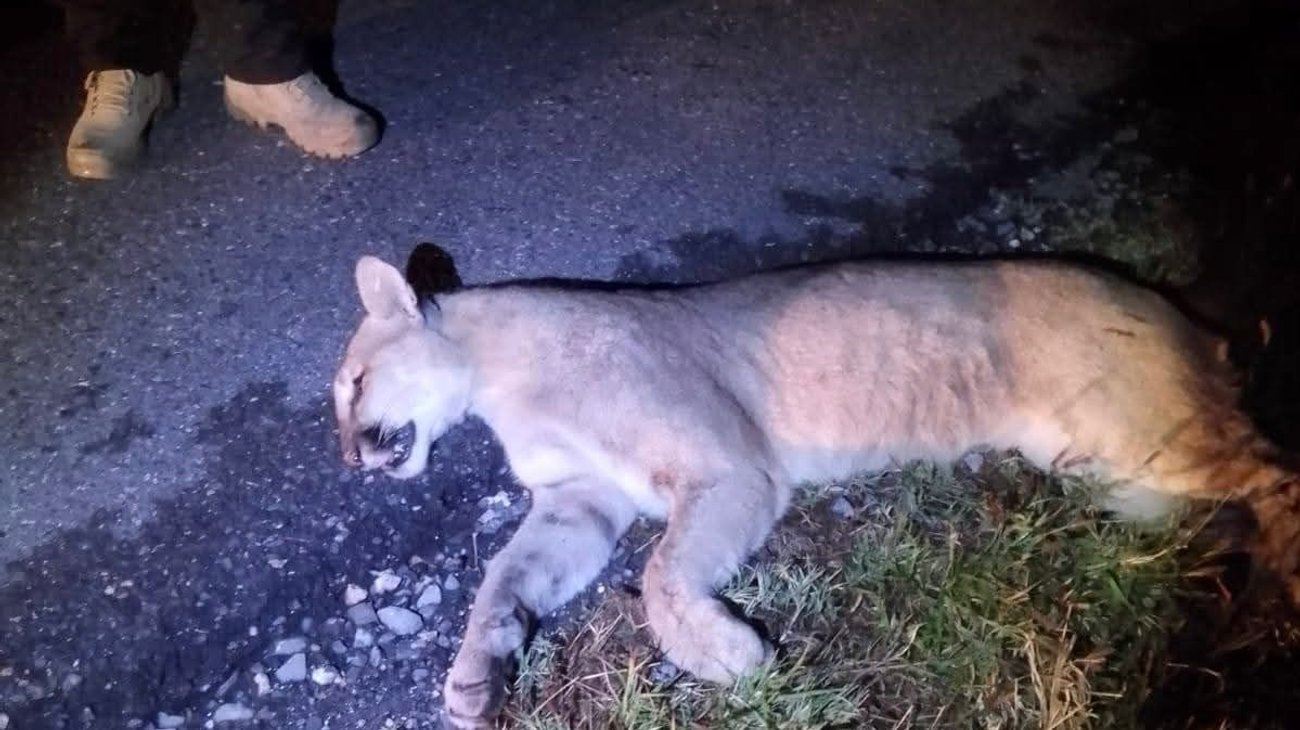 Se registra segundo caso de un puma atropellado en carretera 57