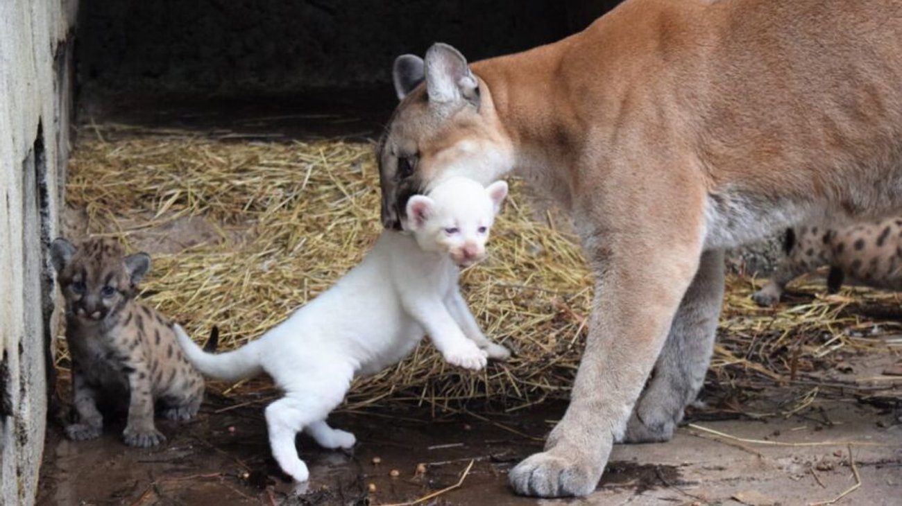 Nace puma albino en Nicaragua; solo hay 4 en el mundo
