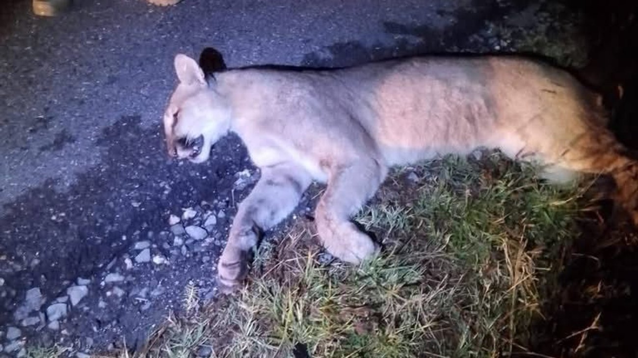 puma_atropellado_ff790212e3