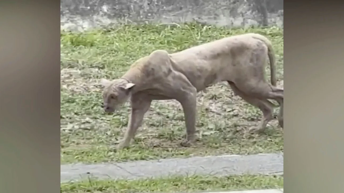 Aseguran sí era un puma en Sierra Alta; lo reportan enfermo