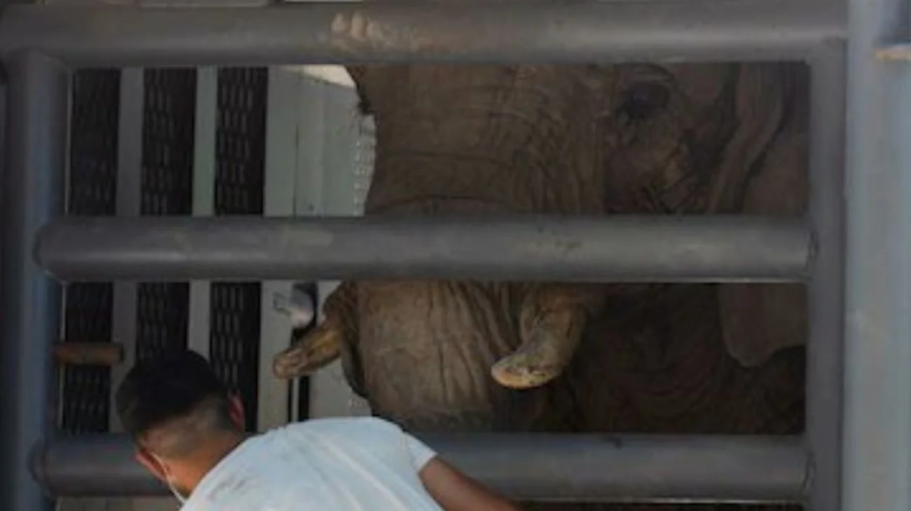 puppy_elefanta_brasil_8e0ed5c60b