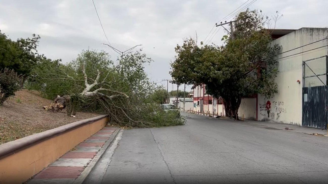 rafagas_viento_derriban_arboles_postes_matamoros_5ea08624fc
