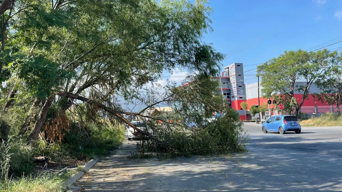 Obstruye rama caída de árbol vialidad en Bonifacio Salinas