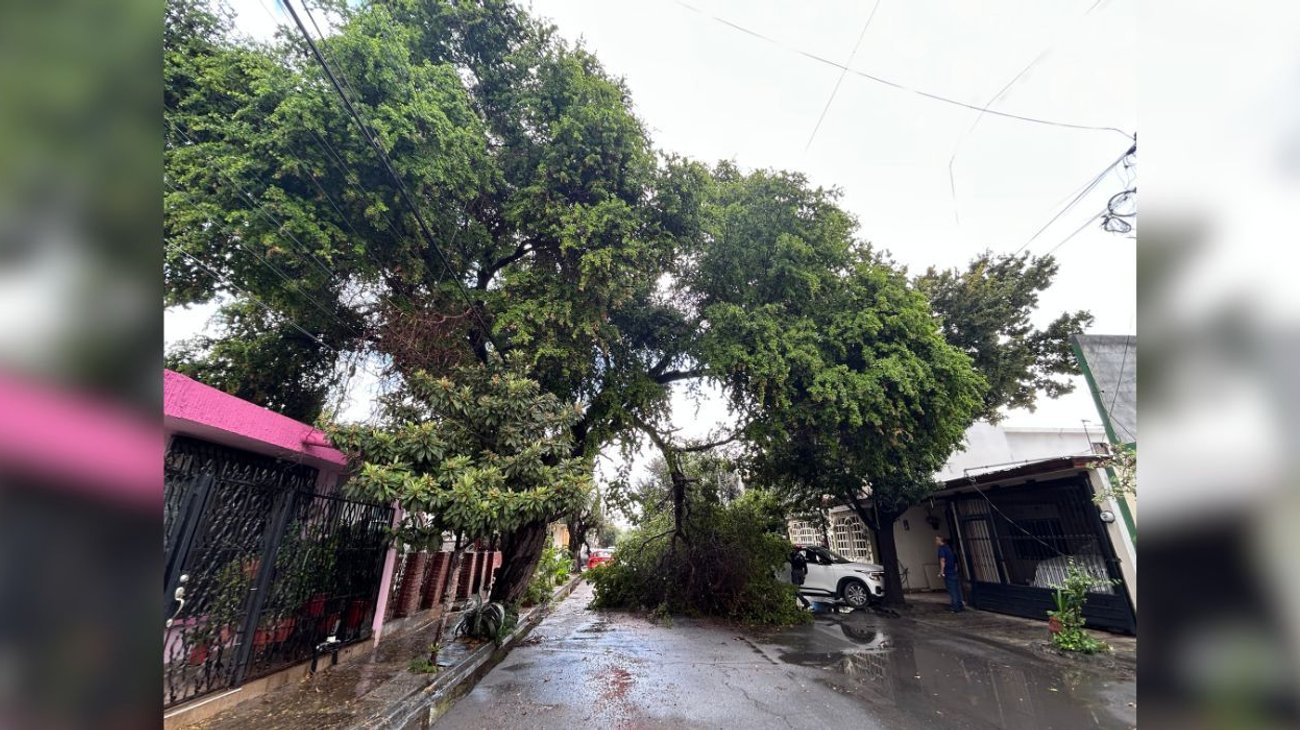 Cae enorme rama de árbol y estorba vialidad en Mitras Norte
