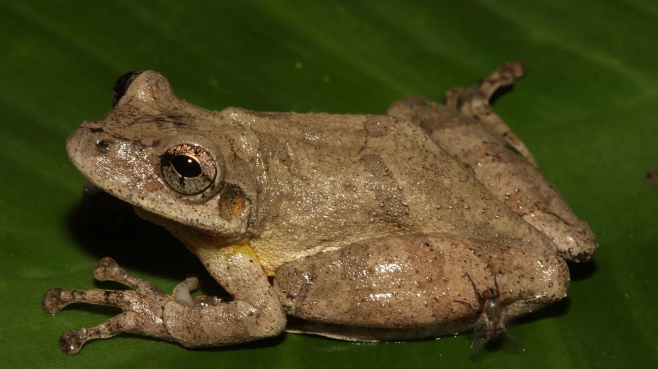 rana_peru_3bec85c204