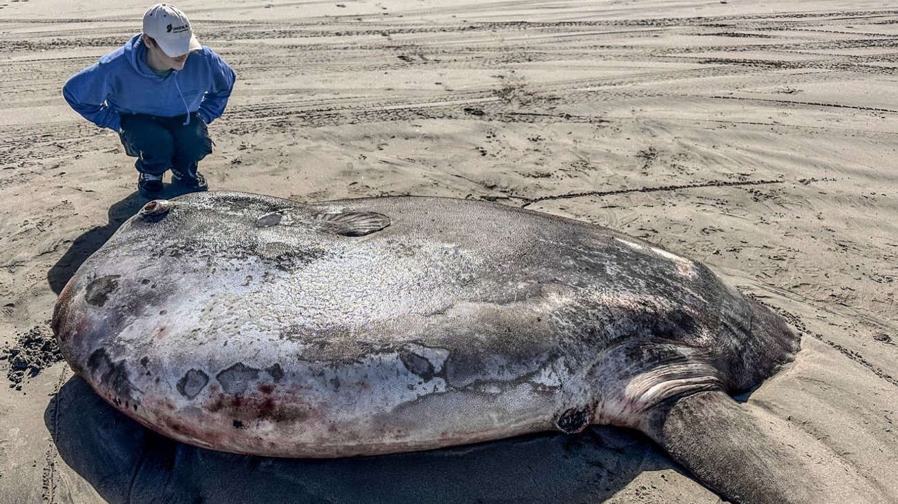 raro_ejemplar_de_pez_luna_aparece_en_la_costa_de_oregon_a8928df652