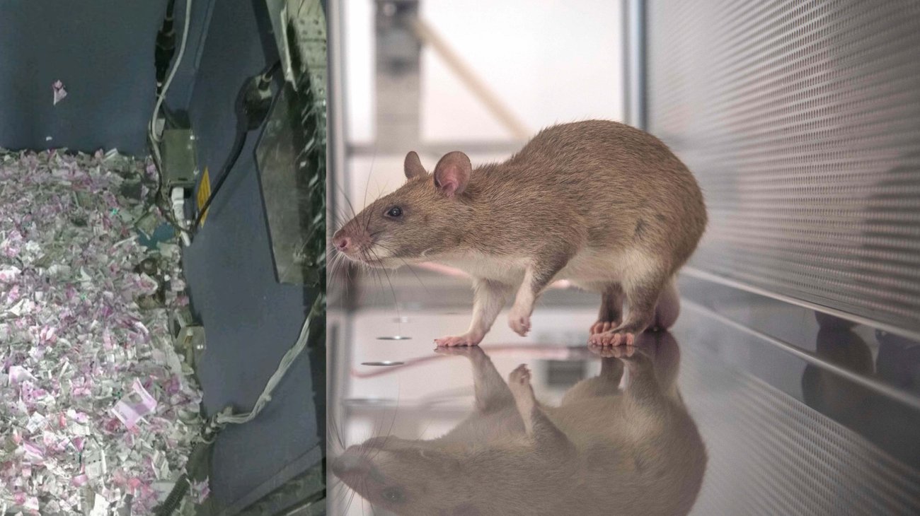 Rata entra a cajero automático, destroza el dinero y muere