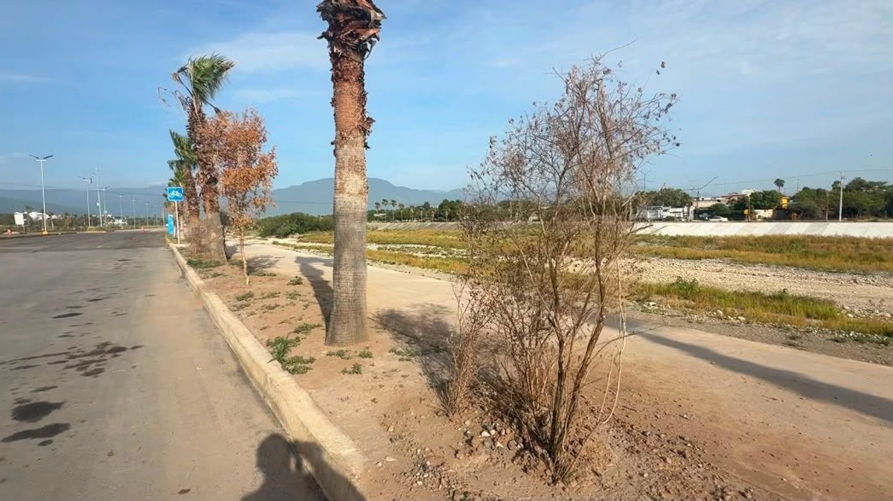 Reforestación en ampliación de bulevar en riesgo de éxito