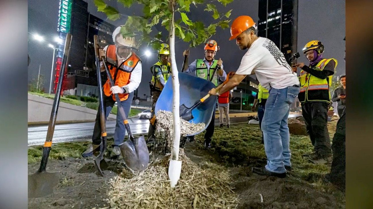 reforestacion_centro_8802ac25e1
